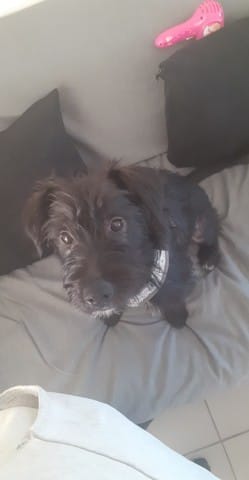 Race de ma chienne kira