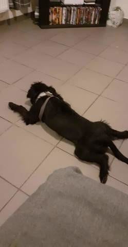 Ma chienne kira va telle encore grandir