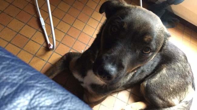 Ma chienne louna