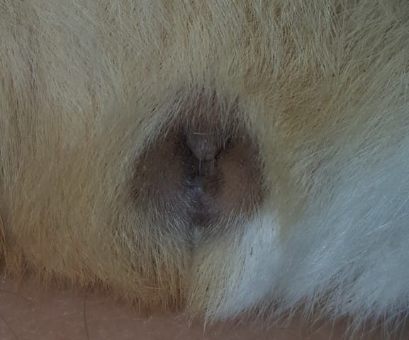 Sexage cochon d'inde
