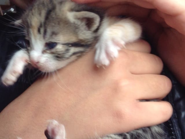 Questions futur chaton