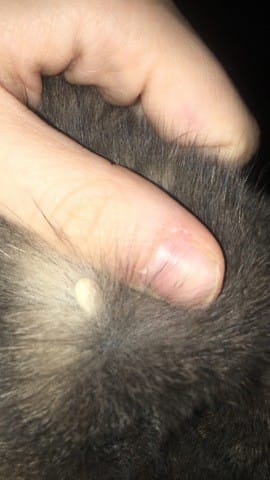Découverte étrange sur mon chat
