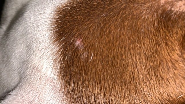 Ces petits trucs retirent le poil de mon chien
