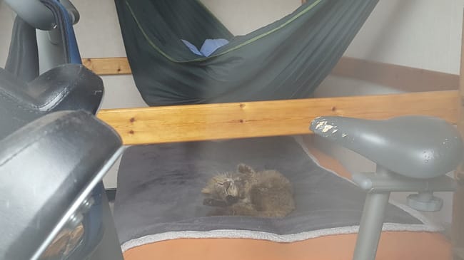 j'ai adopté un chat errant