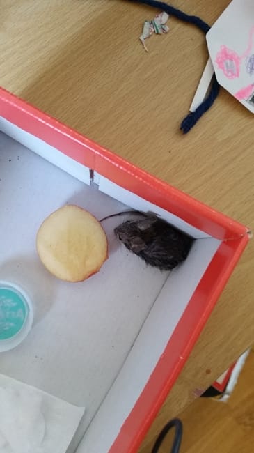 J'ai besoin d'aide pour un petit rongeur (c'est peut être une souris ou un mulot)