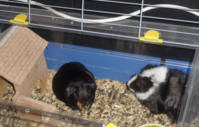 Cochon d'inde enceinte question