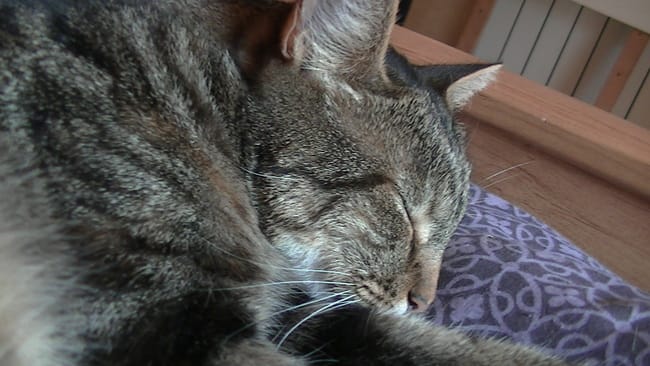 Perdue chatte type Européen