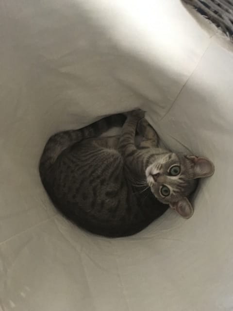 Chat hyper calin, ne joue pas beaucoup