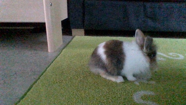 L'age de mon lapin approximativement .