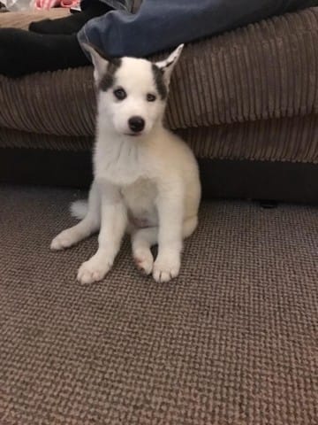 donne chiots husky sibérien mâle et femelle