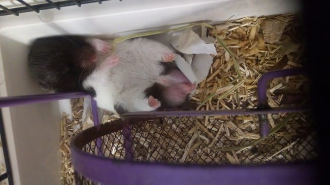 Quels éléments pour un bon environnement (litière etc) ?