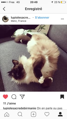 Quel poids de aspects d'un Male sacré de Birmanie stérilise ?
