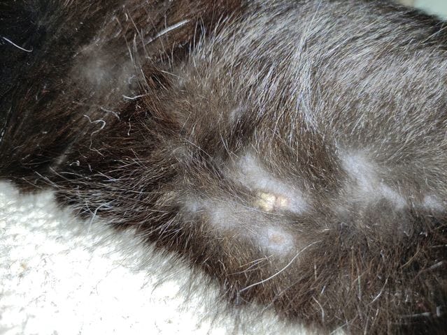 Chat croûte sous le ventre