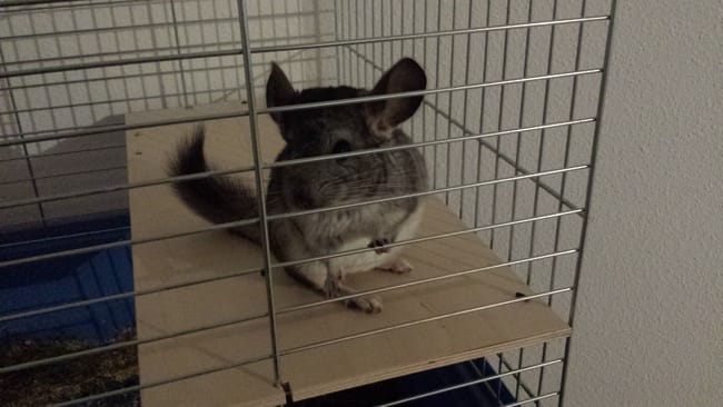 Un nid douillet pour chinchilla ?