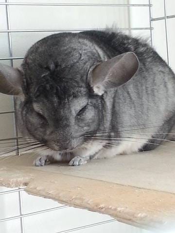 Perte de poils.. Help !