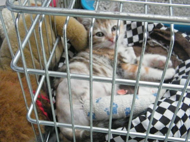 Une de plus dans la famille ;)