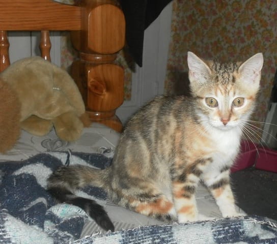 c'est quoi le nom de la couleur de mon chat ? 