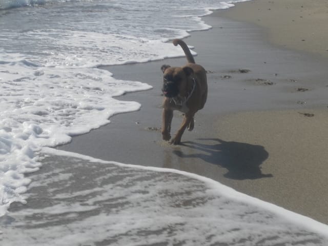 quels tour je peut lui apprendre ? 