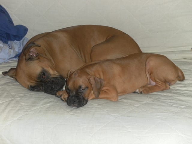 Photos chien : la mère et la fille qu'en pensez vous ?