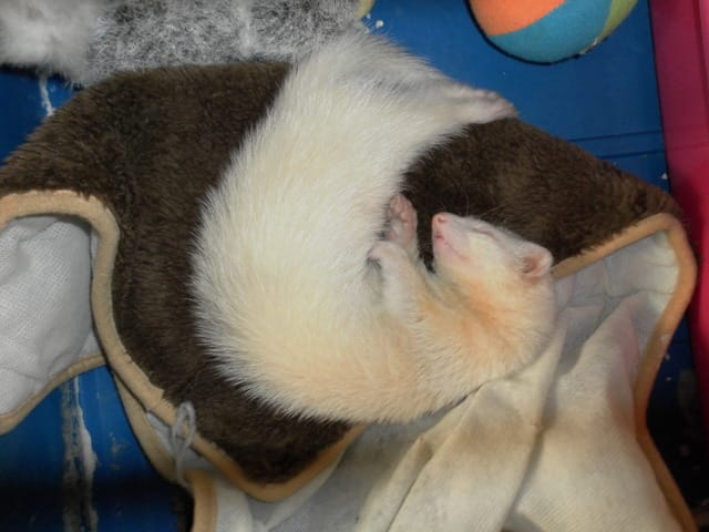 Le furet : un animal peu connu mais pourtant trés gentil !