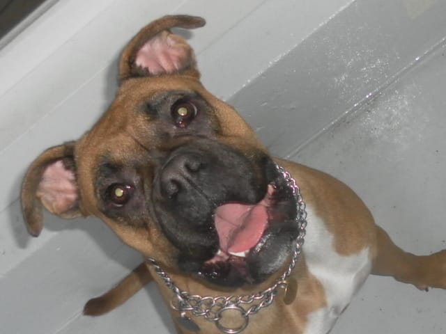 le plus beau sourire de votre chien ??