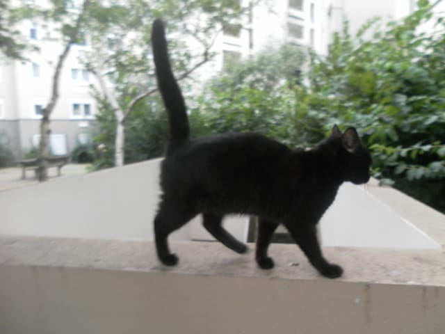 J'ai recueilli une chatte mais je peux pas la garder, quelqu'un serait intéressé ? (URGENT !) 