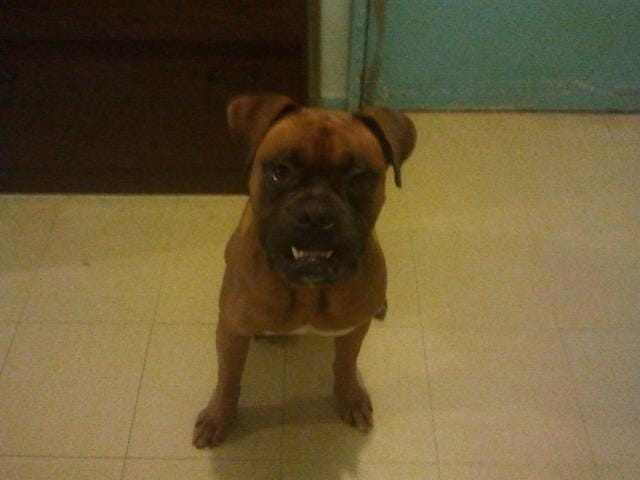 Spank le chien récupérer ! 