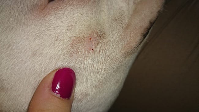 Inquiétude tache sur bouledogue