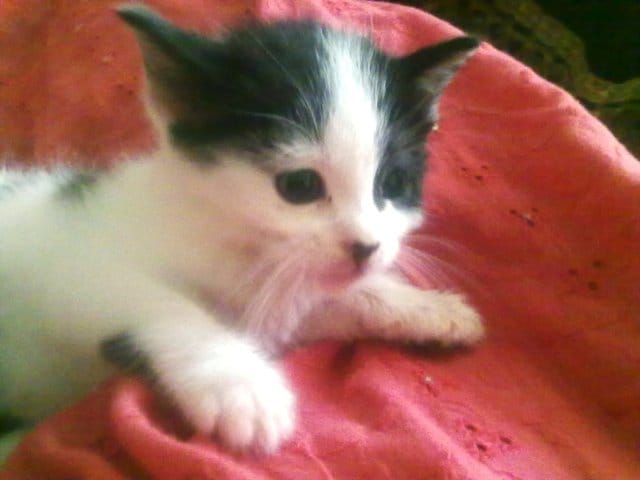 J'ai reccueilli un chaton orphelin, comment faire pour bien s'en occuper ?