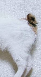 savez vous la race de ce chat