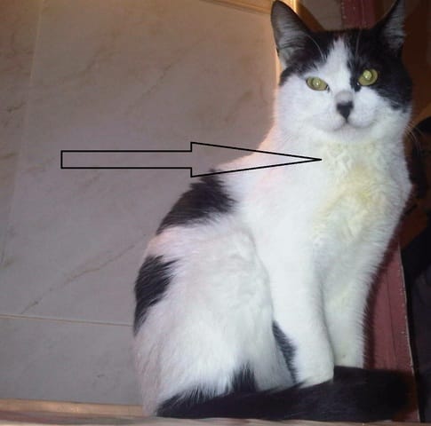 jaunissement du pelage!!