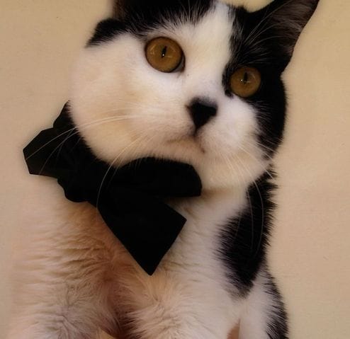 Mon chat se fait stériliser demain