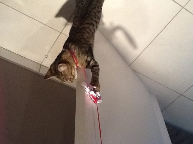 Comment exiter et insister a jouer votre chat