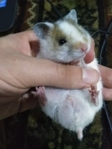 i wanna know my syrians' gender, pls help