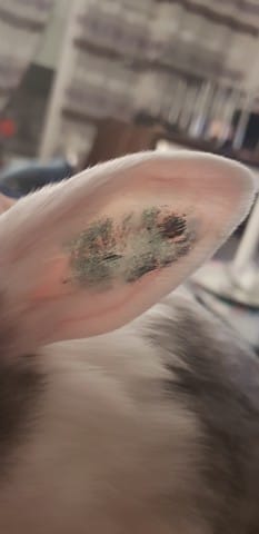 Tatouage ? Est ce définitif ?