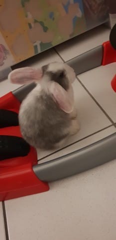 Lapin belier , une oreille relevé ?