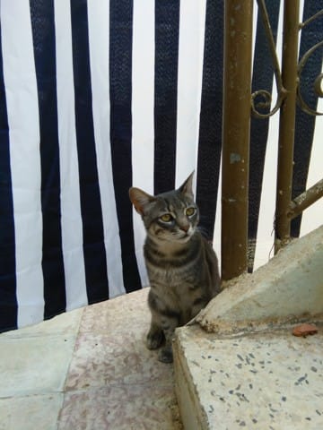 moustache , une vie de chat !