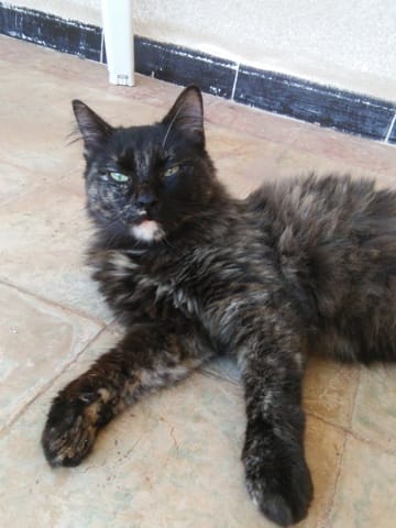 Presentation de ma chatte Chipie !