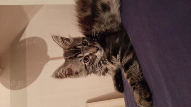 Du poil du chaton ? :)