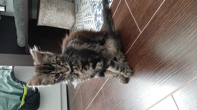 Question génétique