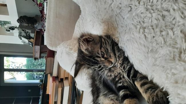 Besoin de conseil éducation et alimentation du chaton