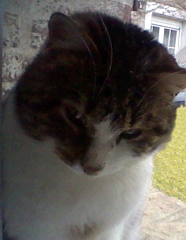 Un Nom Pour Ce Minou ? :)