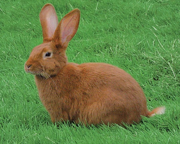 Quelle est la race de ma lapine