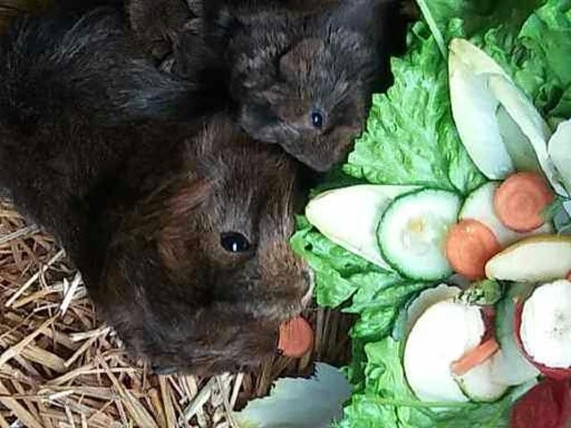 cochons d'inde plein de vie à adopter