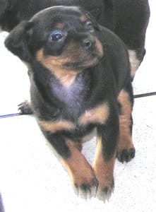 10 chiots à adopter