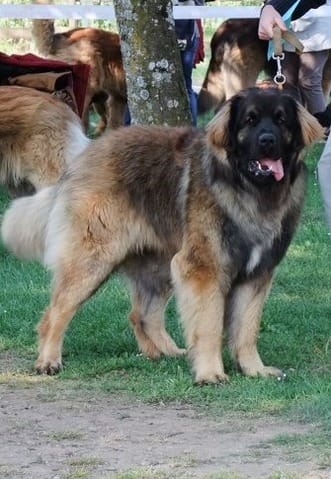 Besoin de votre aide pour une adoption urgente!