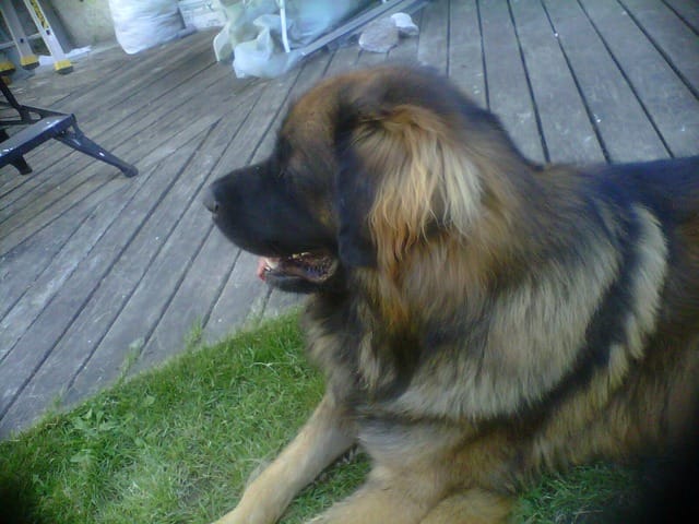 Pour ceux que les Leonberg intéressent... :)