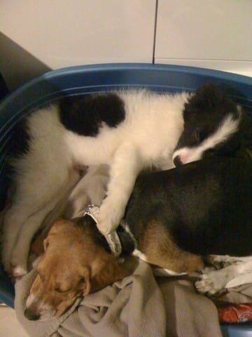 Stériliser la femelle ou castrer le male (chien)