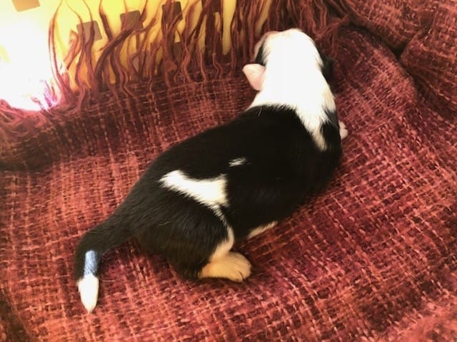 Adoption berger australien