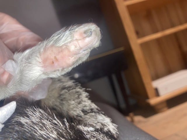 Chat qui boite et perte de poil sur cette meme patte